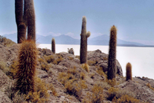 Isla de los Pescadores et le sel