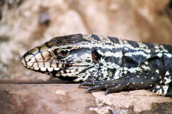 Iguacu, lézard