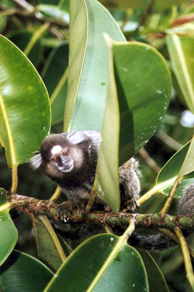 Rio de Janeiro, singe Miko