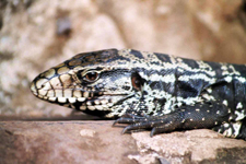 L&eacute;zard &agrave; Igua&ccedil;u