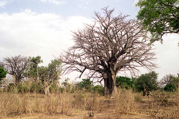 Burkina Faso, paysage et baobab