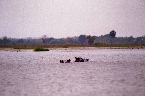 Tengrela, Hippopotames