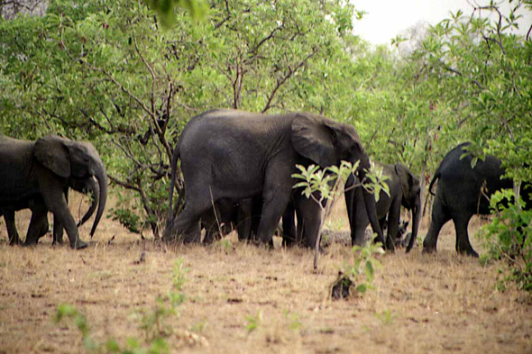 Burkina Faso, troupeau d'éléphants