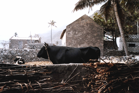 Cap-Vert, vache