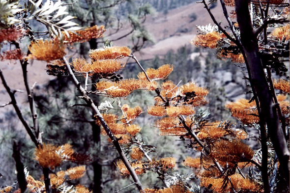 Santo Antao, arbre