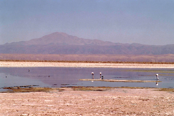 Salar de Atacama, lagune