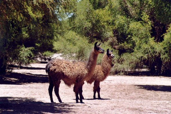 San Pedro de Atacama, lama