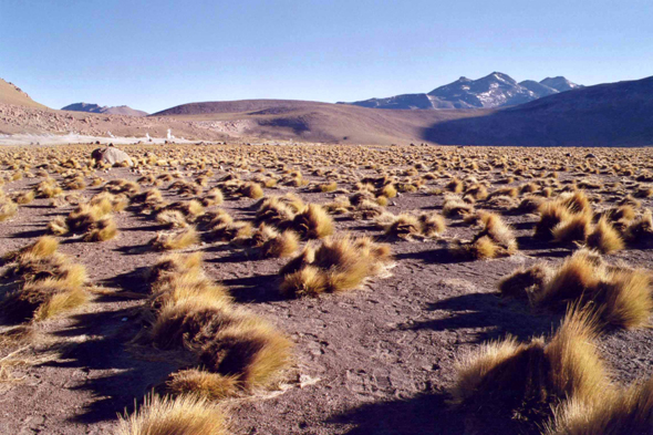 Chili, El Tatio, paysage