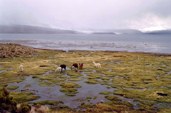 Parc de Lauca