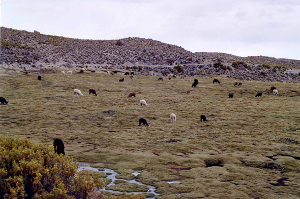 Parc de Lauca, Chili