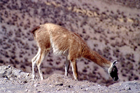 Chili, guanaco