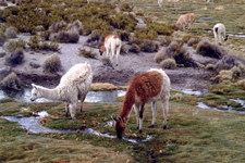 Alpagas et lamas