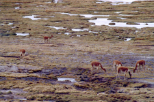 Vigognes du parc de Lauca