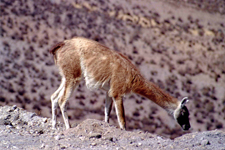 Guanaco