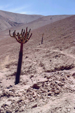 Cactus d'Azapa