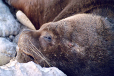 Lion de mer &agrave; Arica