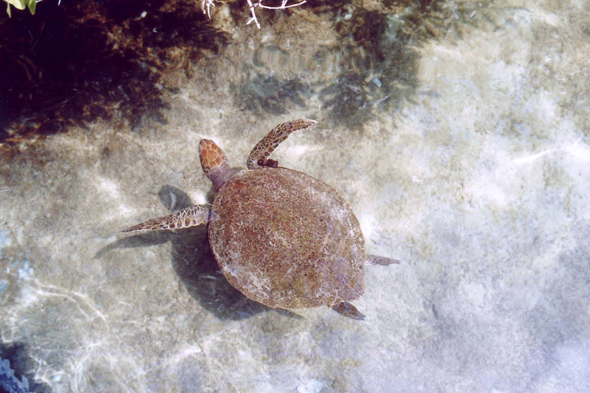 Carthagène, tortue