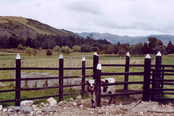 Guatavita, vaches