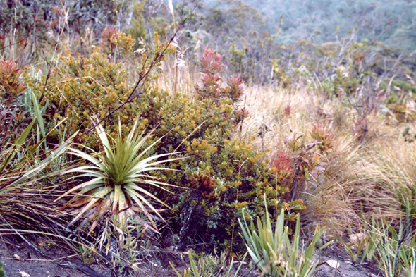 El Dorado, Colombie, végétation