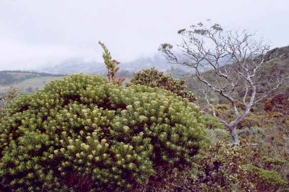 Colombie, El Dorado, végétation