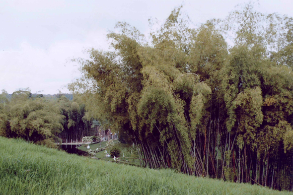 Colombie, Parc du Café, bambou