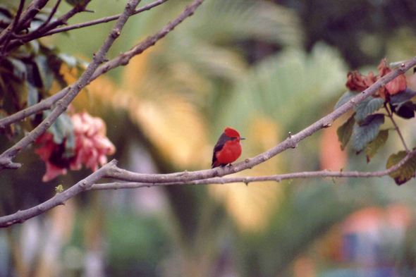 Colombie, Parc du Café, oiseau