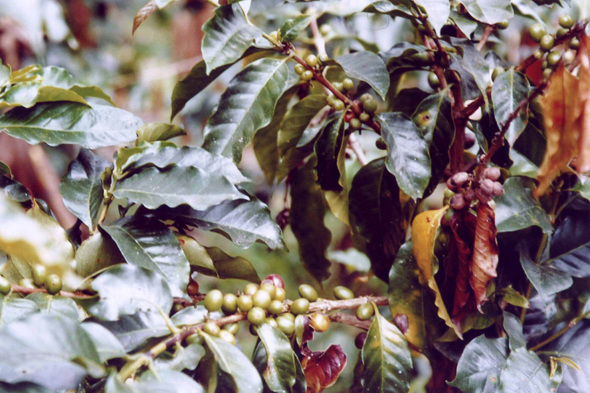 Colombie, café