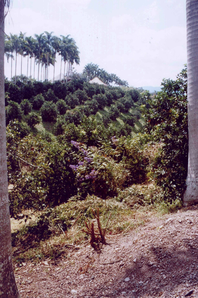 Parc de Panaca, Colombie