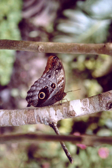 Colombie, Armenia, papillon