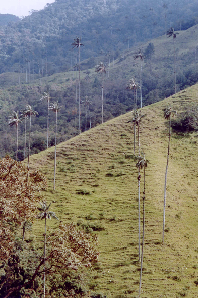 Vallée de Cocora