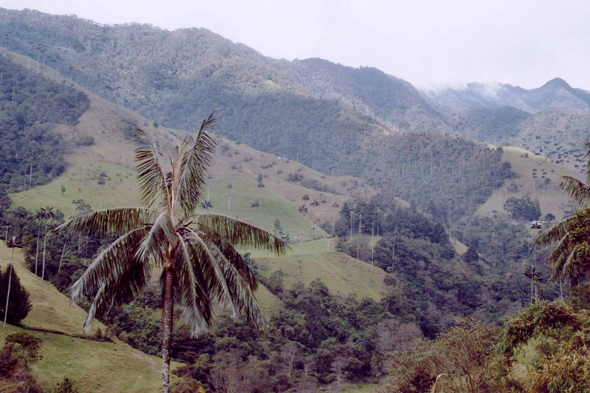 Vallée de Cocora, palmier