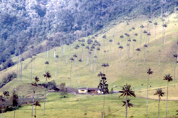 Vallée de Cocora, palmier de cire