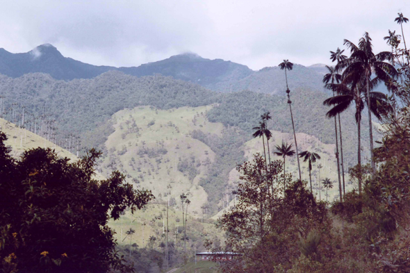 Colombie, Vallée de Cocora, palmier de cire