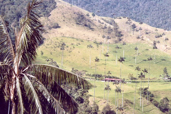 Vallée de Cocora, paysage