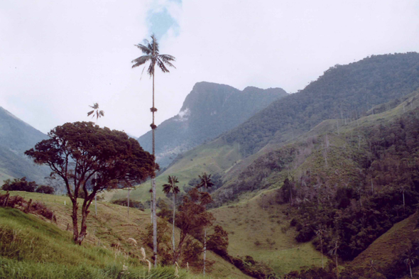 Palmier de cire, Cocora