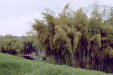 Bambous du Parc du Caf&eacute;
