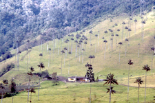 Vall&eacute;e de Cocora, palmier de cire