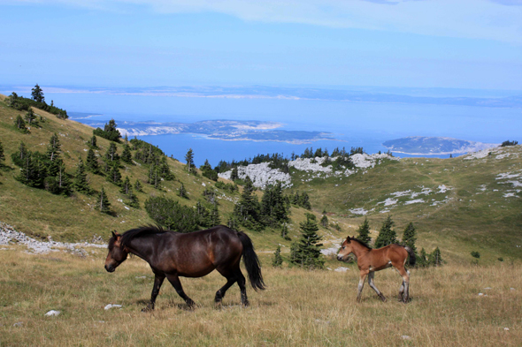 Velebit, chevaux