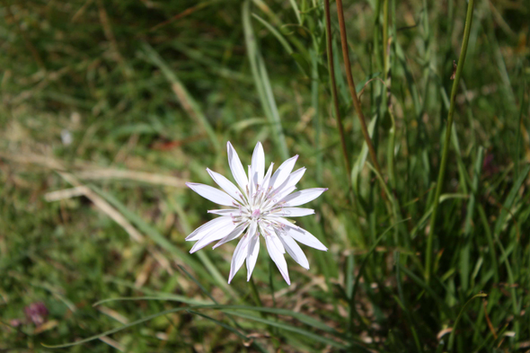 Velebit, fleur