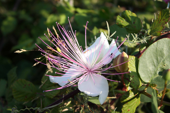 Korcula, fleur