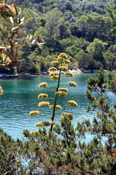 Ile de Mljet, parc