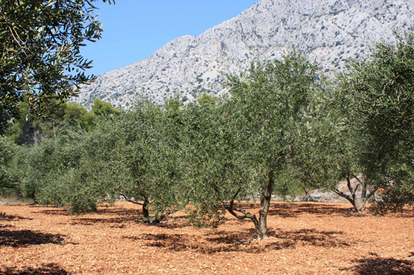 Peljesac, oliviers