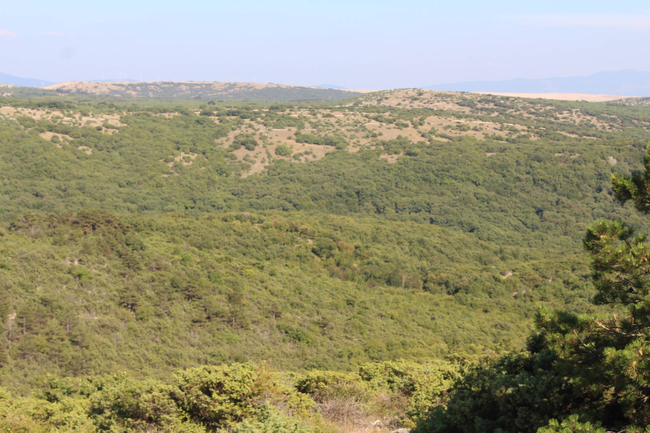 Ile de Krk, forêt