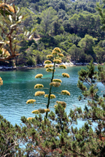 Parc national de Mljet
