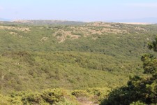 For&ecirc;t de l'&icirc;le de Krk