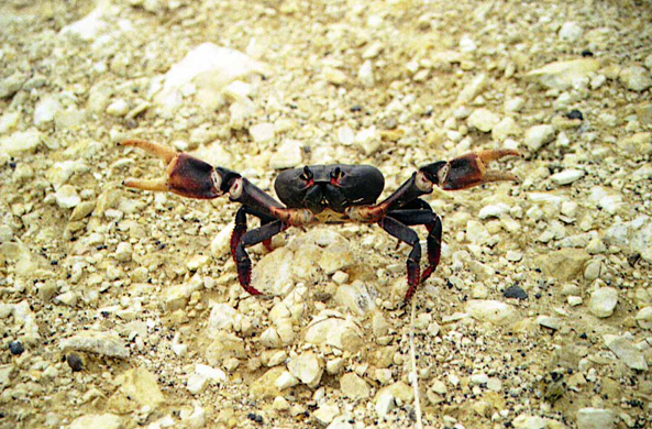 Cienfuegos, crabe