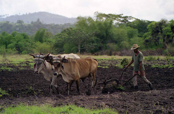 Cuba, Bayamo, labours