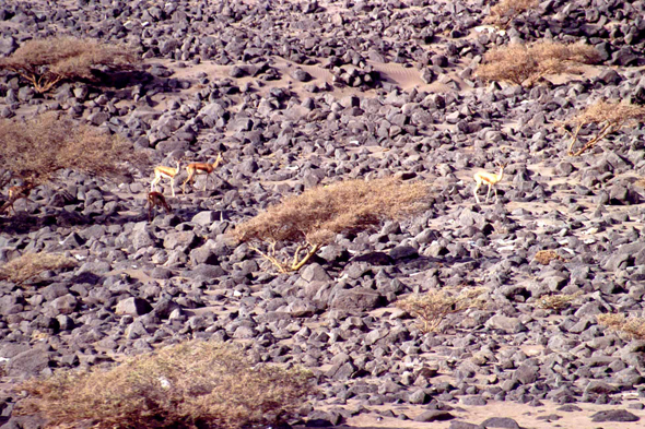 Lac Assal, antilopes