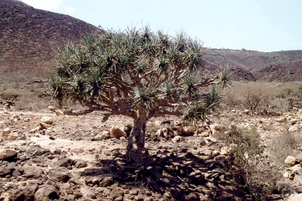 Djibouti, dragonnier