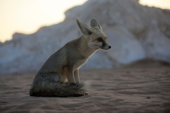 Désert Blanc, fennec